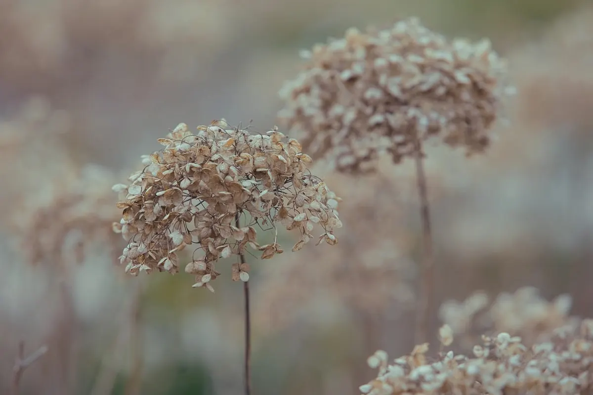 10 Common Mistakes When Drying Flowers for Crafts