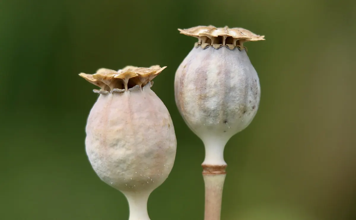 How to Make Eco-Friendly Seed Paper from Scrap Paper and Wildflower Seeds