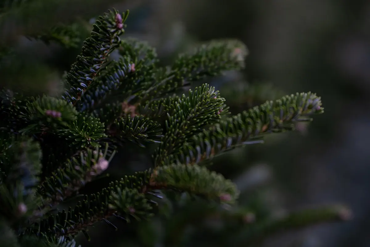 Natural Christmas Decorations: Fresh, Dried and Foraged Options Compared
